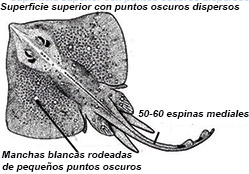 Raja asterias01.jpg